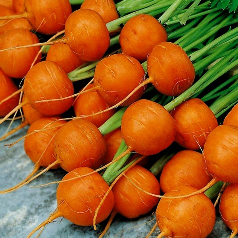 Parisian Carrot Seeds, Tonda di Parigi, Paris Market, NON-GMO, FREE SHIPPING