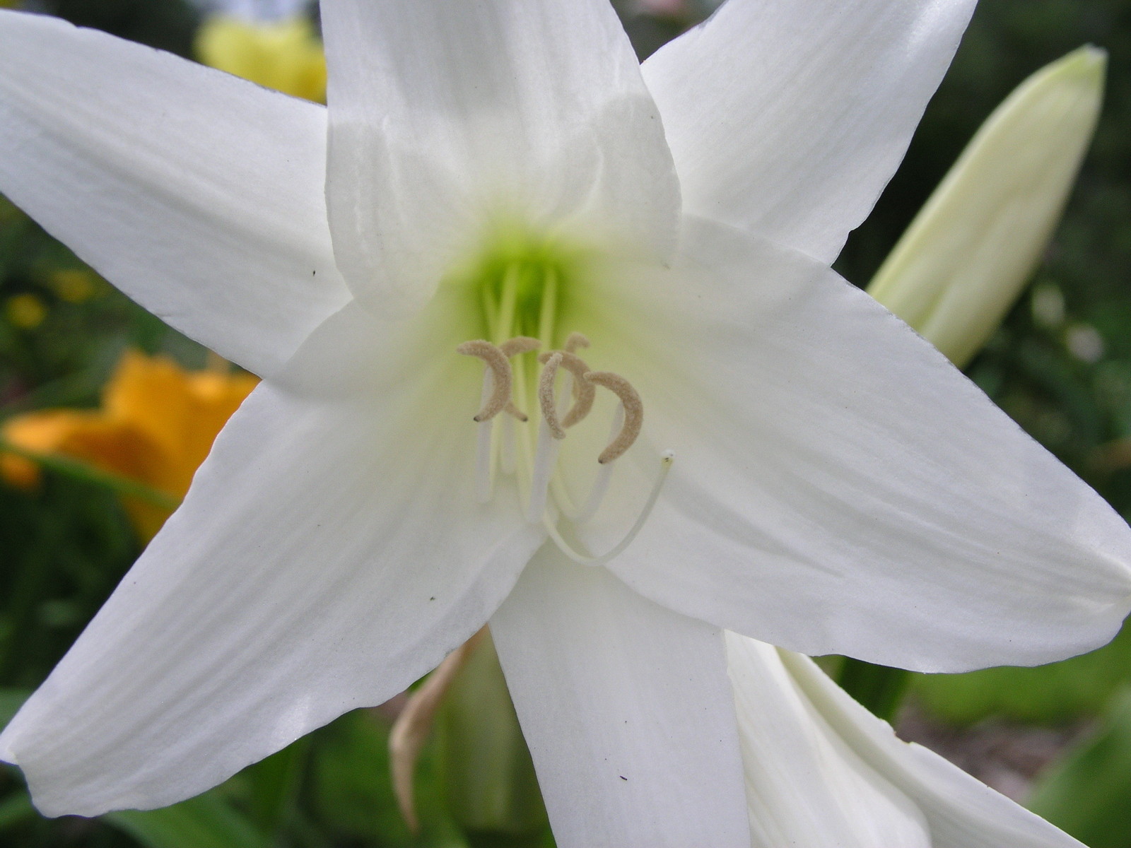 Crinum Lily, Powellii Album, medium-size bulb