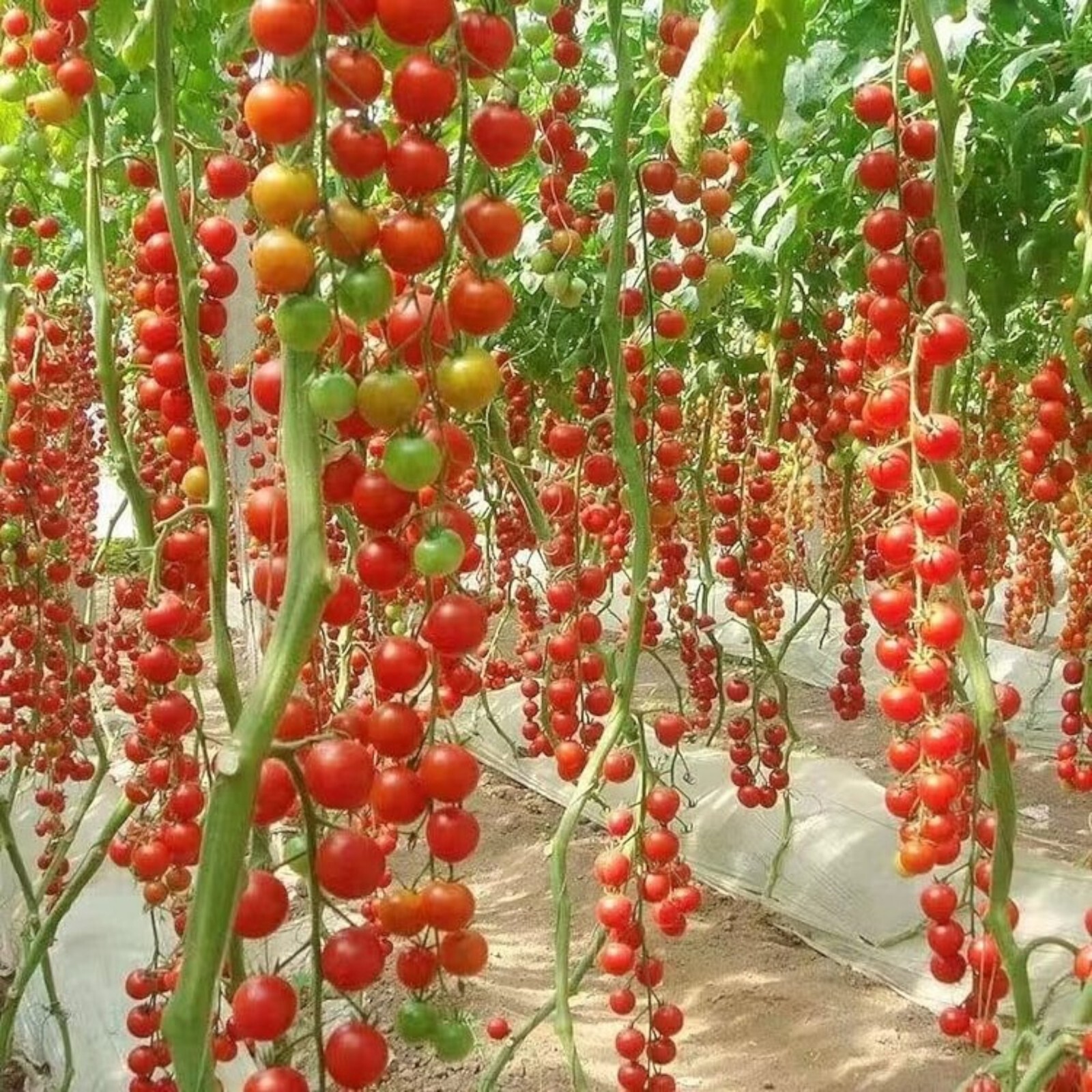 Waterfall Tomato Seeds – 200 Seeds – Non-GMO Heirloom Cascading Variety