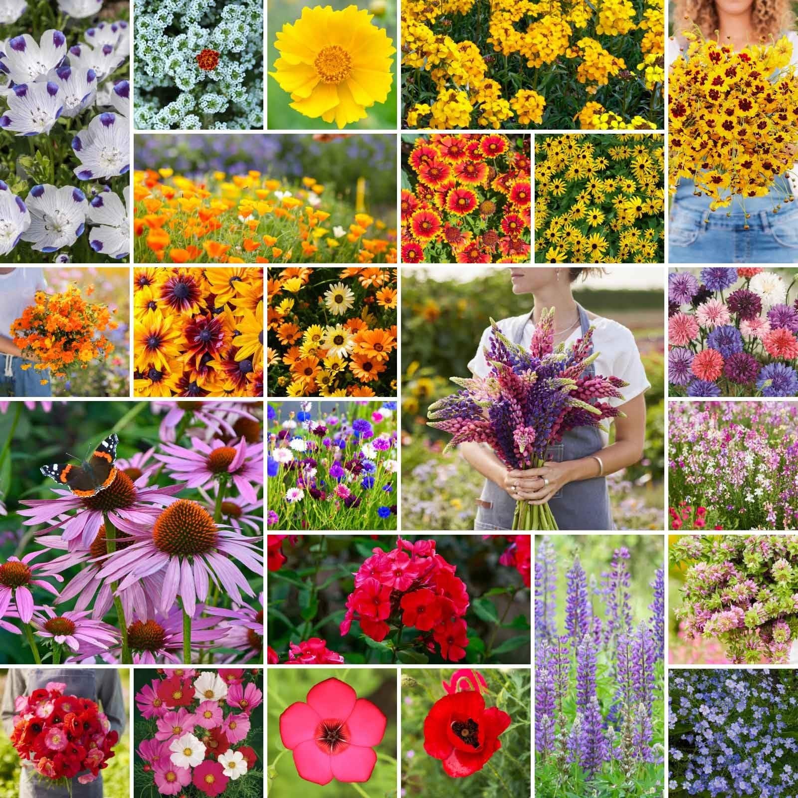 Southeast Wildflower Seed Mix, 1 lb – 480,000+ Seeds, Attracts Pollinators, Zone