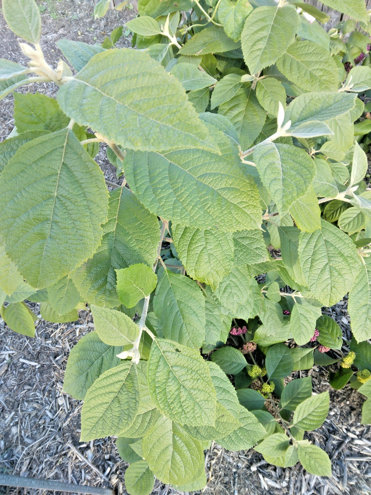 15 MEXICAN BEAUTYBERRRY SEEDS – Callicarpa acuminata