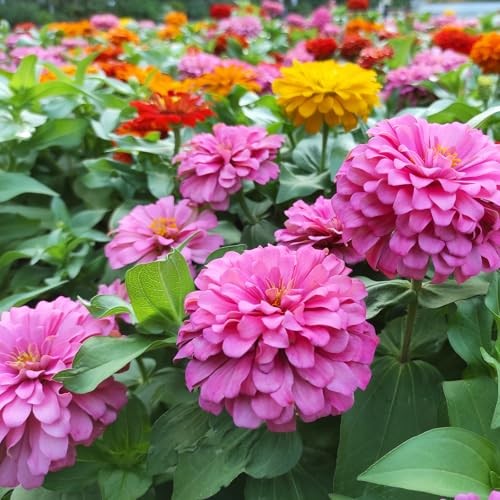 for 2026, California Giant Bulk, 10,000+ Double Dahlia Medium Pack Zinnia Seeds