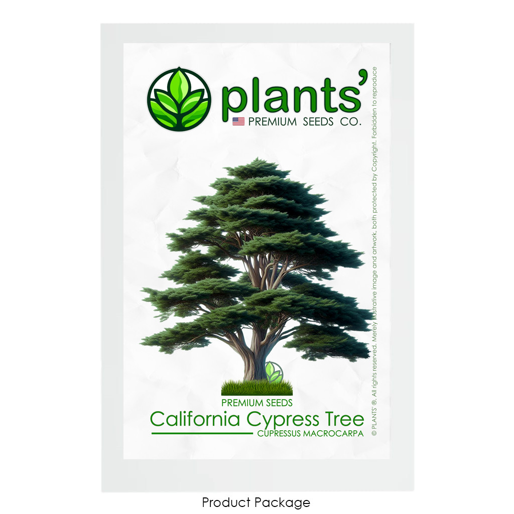 California Cypress Tree | Premium Seeds | Cupressus macrocarpa | Plants’®