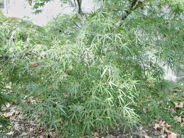 15 SHINOBUSA OKA JAPANESE MAPLE SEEDS – Acer palmatum