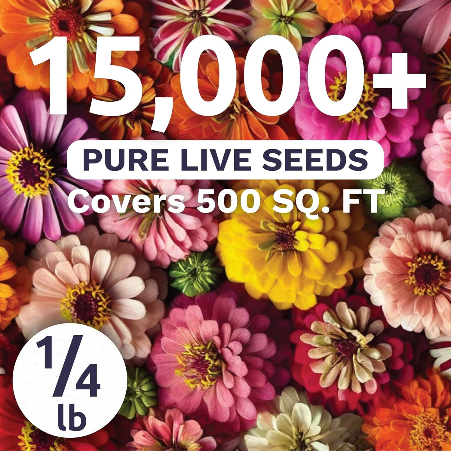 Zinnia Crazy Blend – Bulk 1/4 Pound Pouch – 15,000 Flower Seeds for Planting – Z