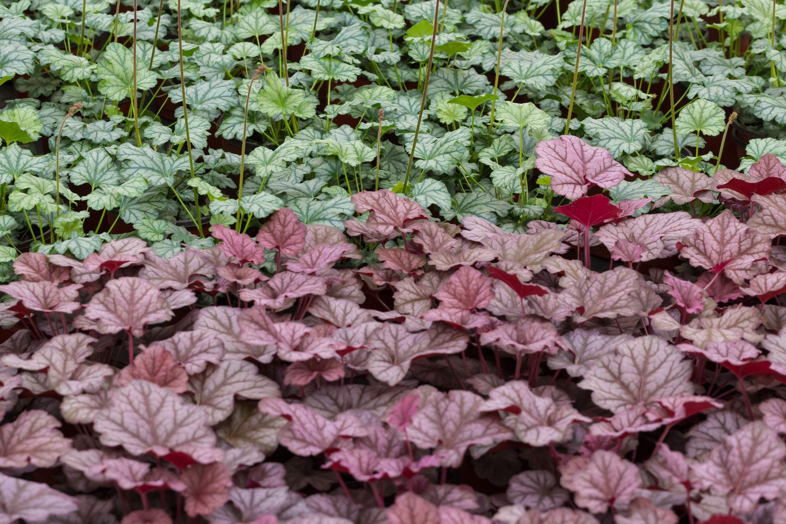 50 PALACE PURPLE HEUCHERA / CORAL BELLS Micrantha Flower Seeds *Flat S/H
