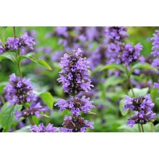 500 Seeds PURPLE ANISE HYSSOP Licorice Mint Agastache Foeniculum Herb Flower