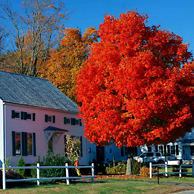 *RED SUNSET* MAPLE SEEDS (Acer rubrum) Landscaping/Bonsai Fast, Hardy to 4