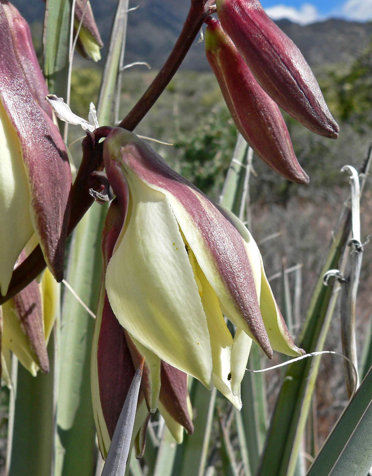 Banana yucca, Yucca baccata, Shrub Seeds (Hardy, Edible, Showy)