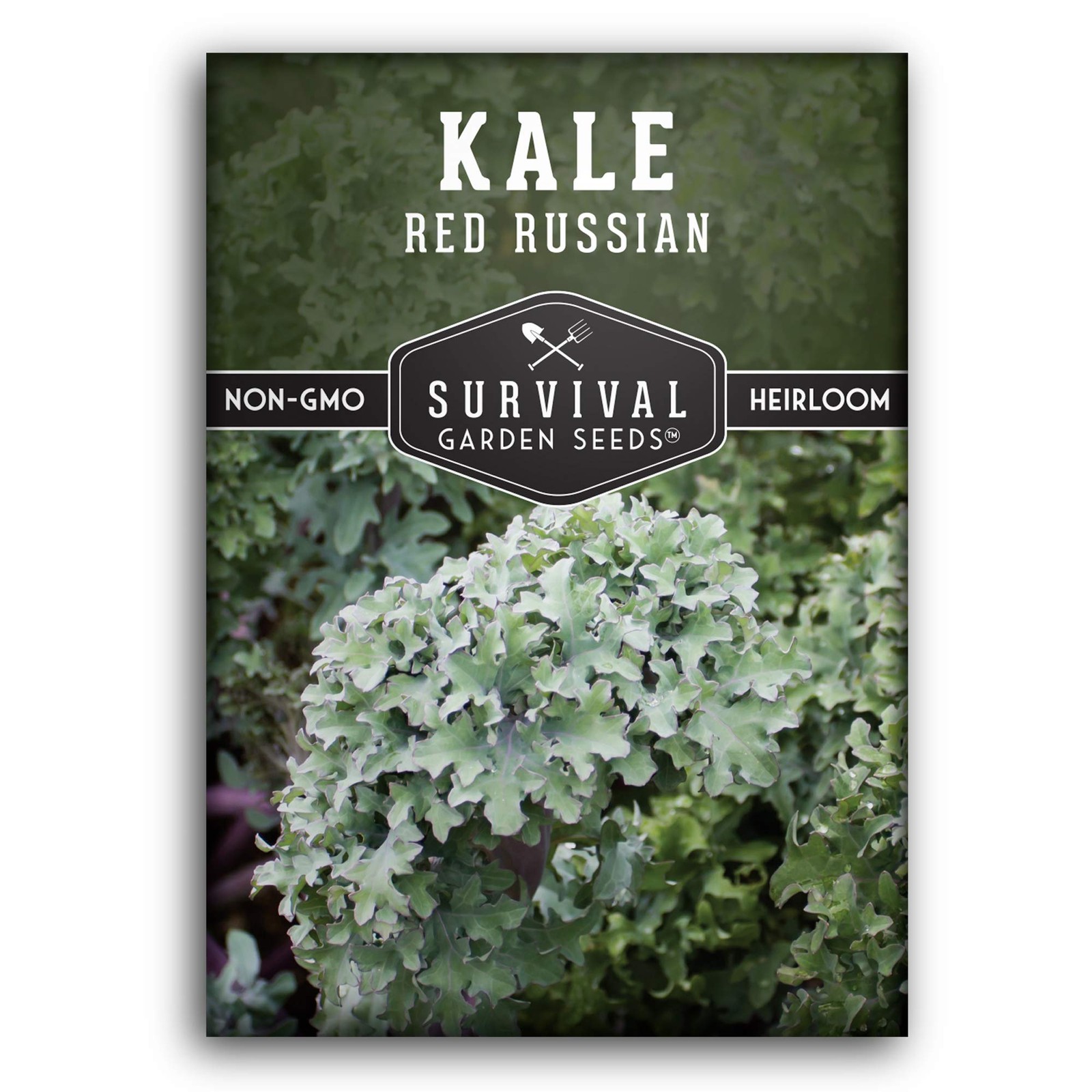 Red Russian Kale Seeds – Heirloom, Cold Hardy, Blue-Green Leaves – Sweet Greens