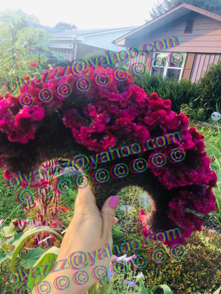Celosia Seeds 500-600 Fresh Seeds From My Garden. Ready For Spring