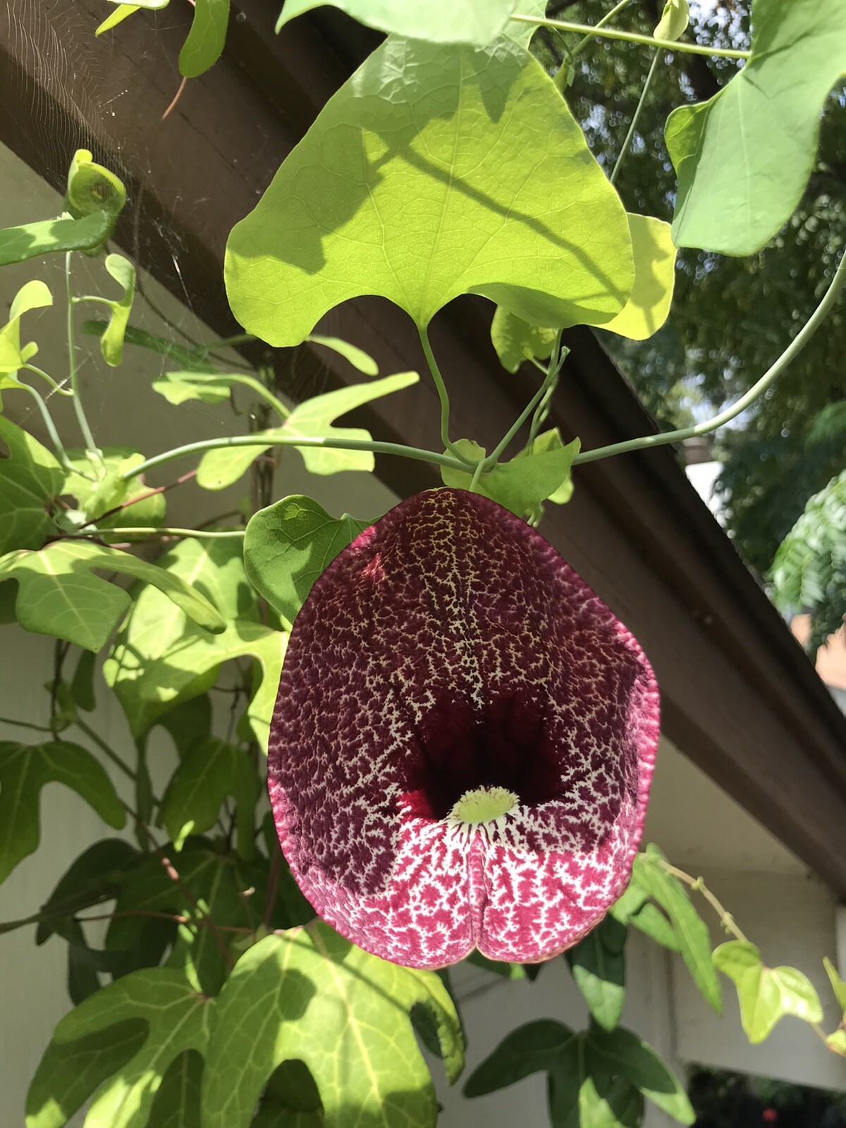 Aristolochia elegans littoralis 10 seeds