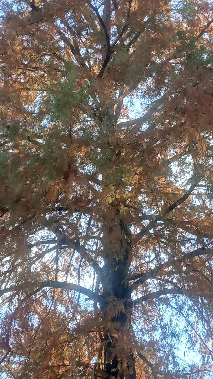 ☆100☆ Bald Cypress Tree Seeds for Planting