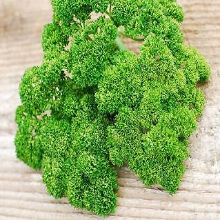 Parsley Juwel Compact Moss Curl Petroselinum 1,000 seeds