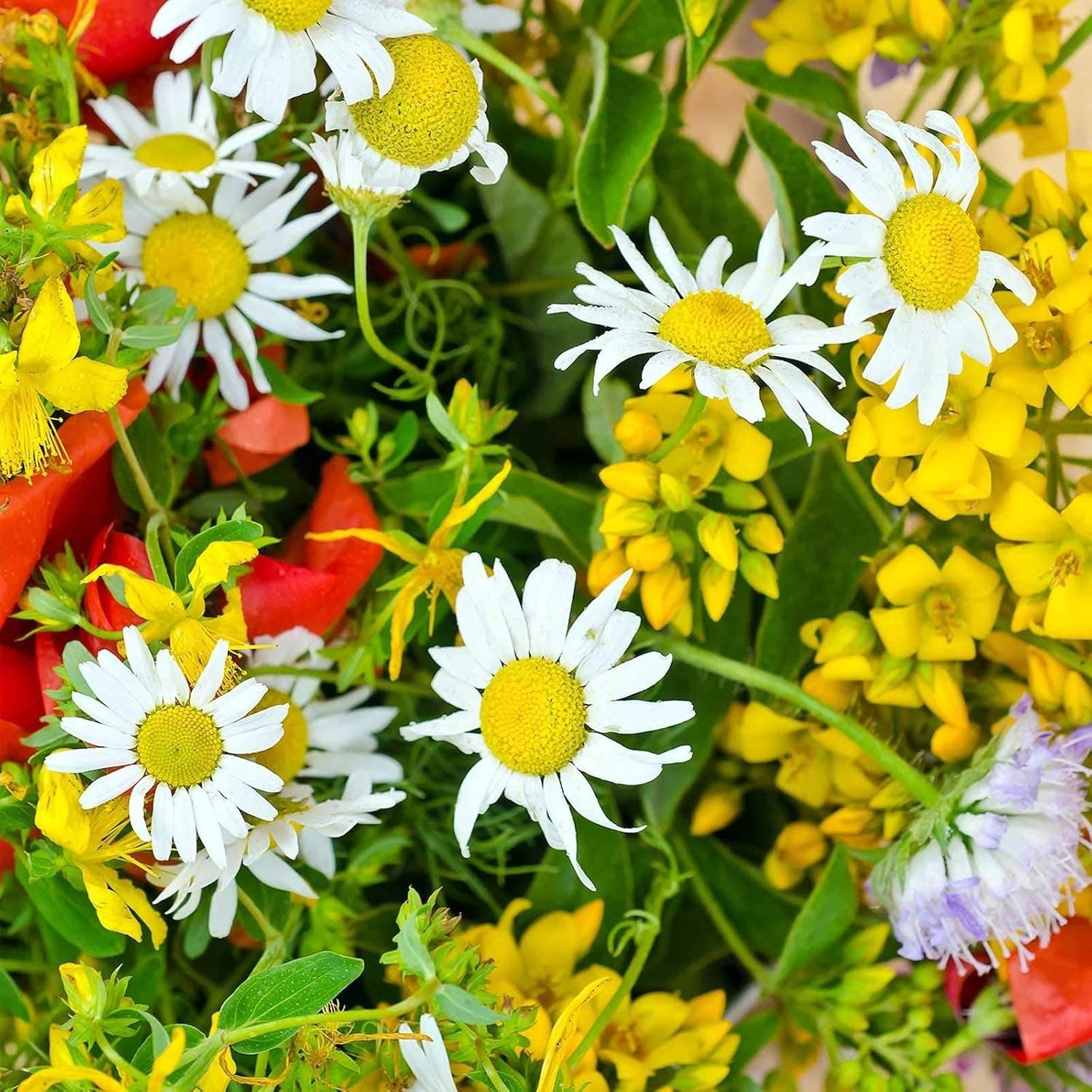 Easy-to-Grow Wildflower Seeds – 2 oz Drought Tolerant for Eco-Friendly Gardens