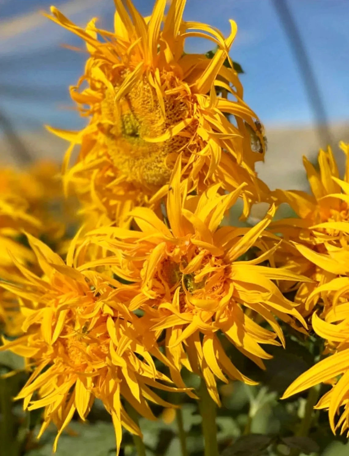 20 Just Crazy Sunflower Seeds. Organic. USA Seeds. Ships free