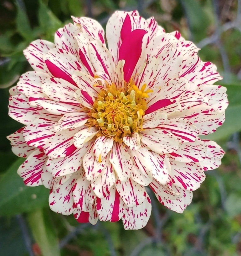 25- Candy Cane Zinna Seeds