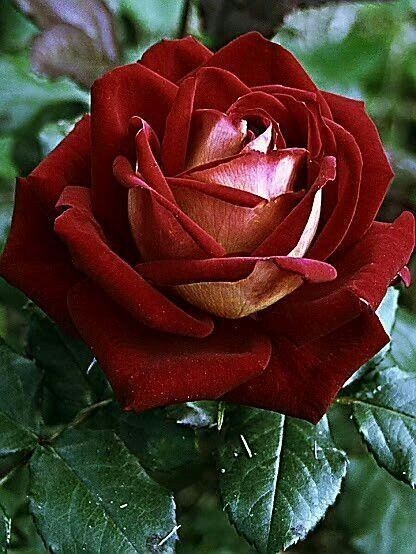 30+ Seeds| Love In Rose/Orisa Hybrid Tea Rose Seeds #1073