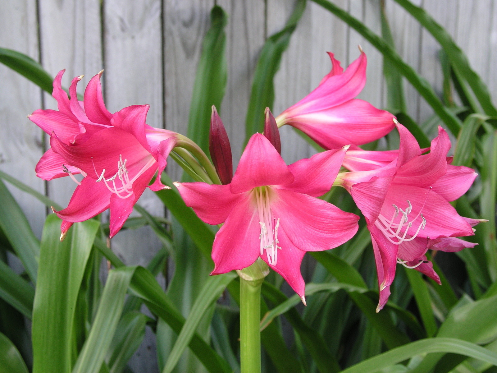 Crinum Lily, GRAB BAG, 30 bulbs, at least 10 types – over 50% off