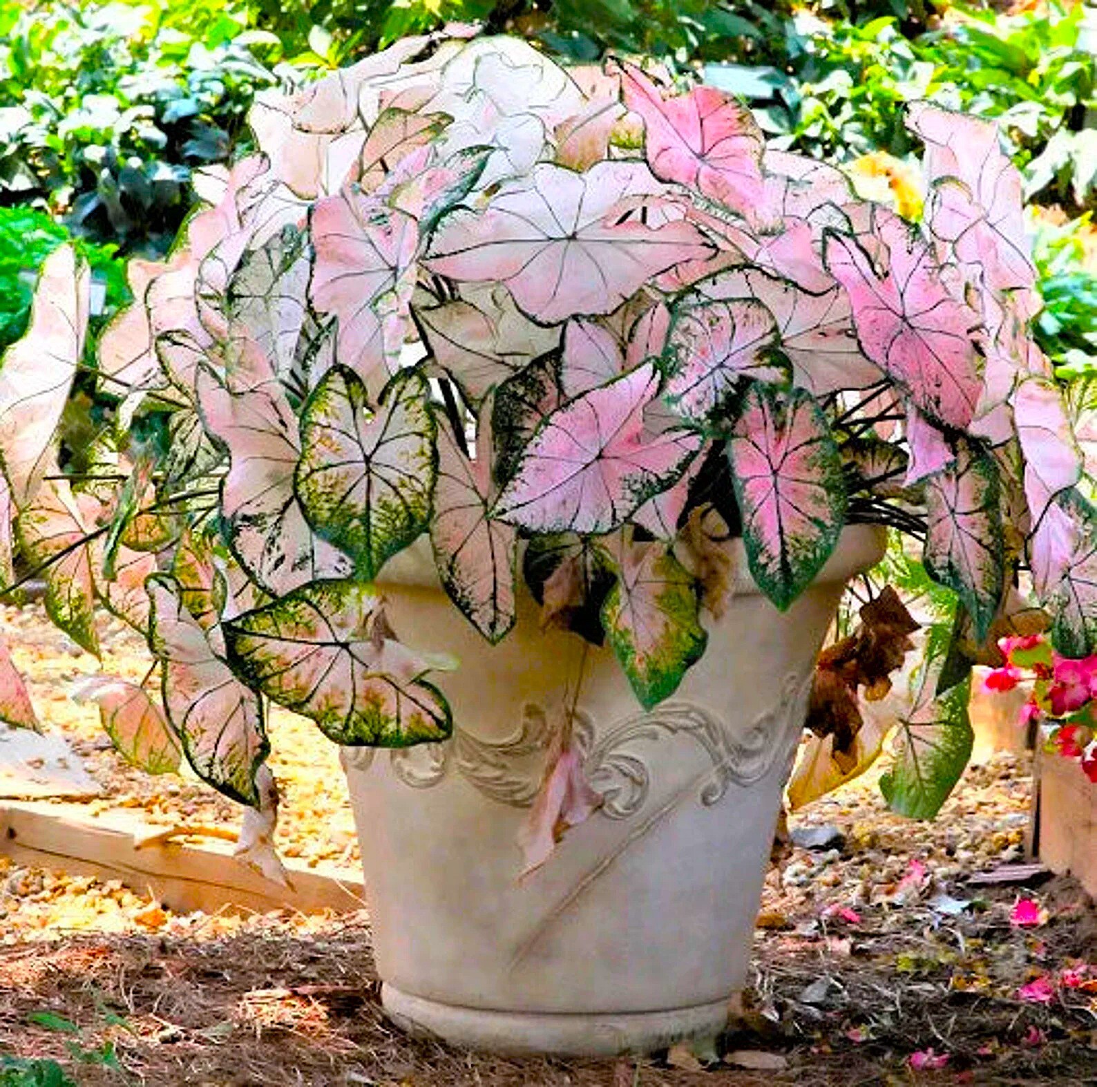 Caladium ‘Pink Splash’ Size #2(2 bulbs) (You get 2 bulbs)