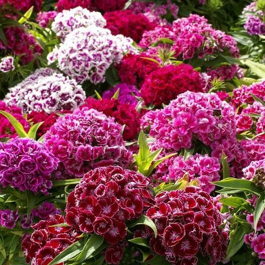250 SWEET WILLIAM DIANTHUS Seeds Mixed 20″ Tall Perennial Non-GMO~FREE SHIPPING!
