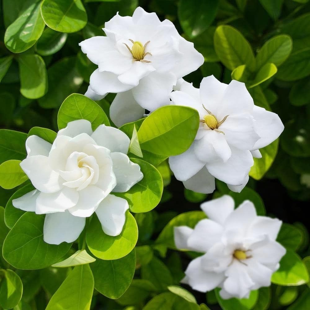 Elegant White Gardenia Seeds – 200+ Fragrant Perennial Blooms for Your Garden