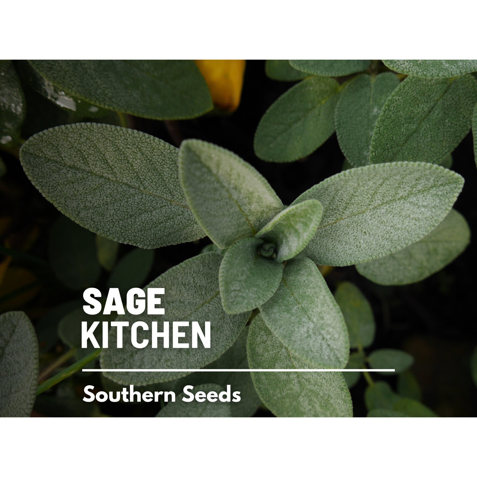 Sage, Kitchen – 50 Seeds – Heirloom Herb, Medicinal & Culinary, Flavorful, Fragr