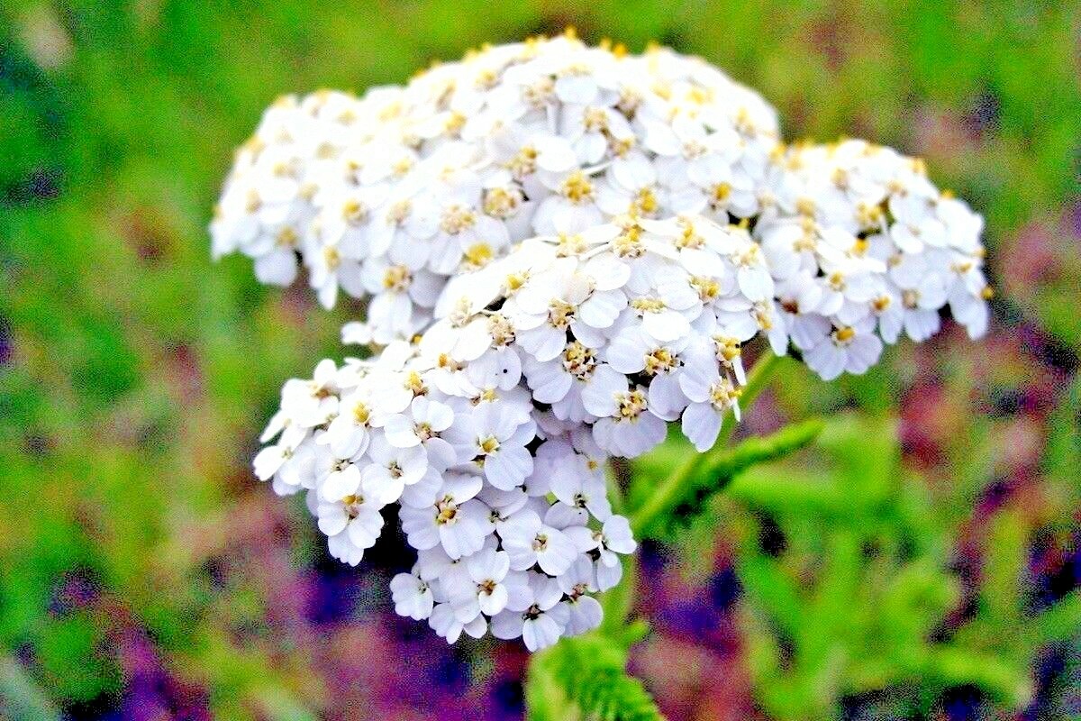 1000+WHITE YARROW Flower Seed Milfoil Perennial Native Wildflower Medicinal Herb