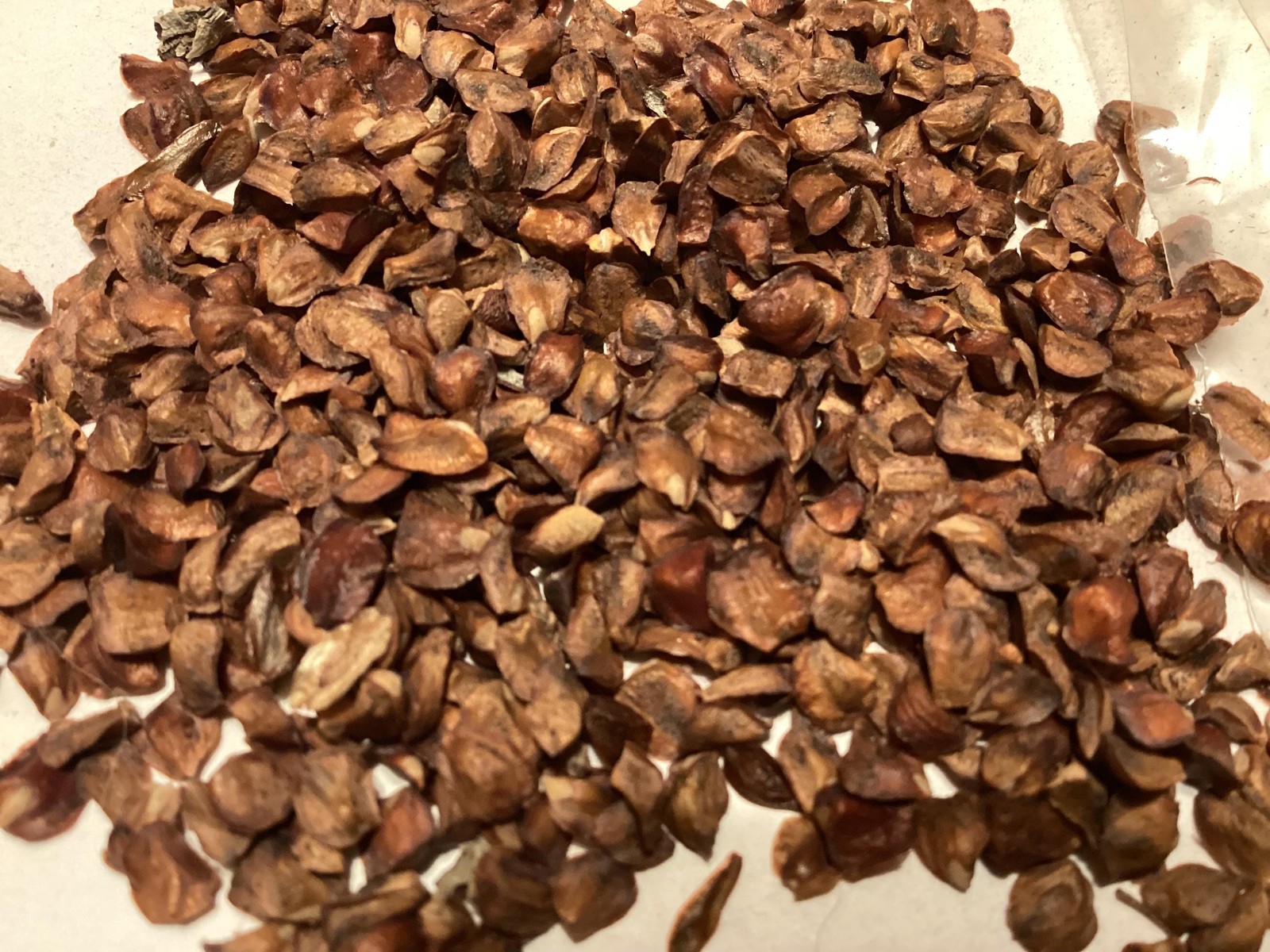 Piute Cypress Seeds Cupressus Nevadensis Tree Seeds With Grow Guide