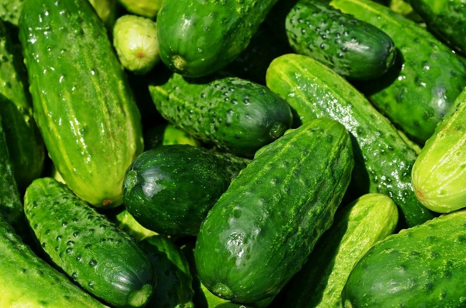 Organic Cucumber Seed, Heirloom, FRESH seed stock