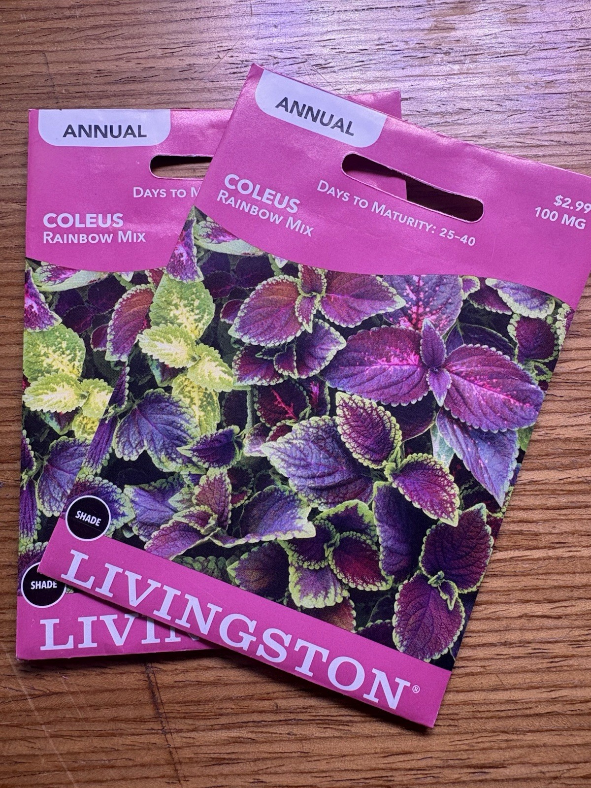 2 PACK Livingston Seed Company Coleus Rainbow Mix Annual Seeds