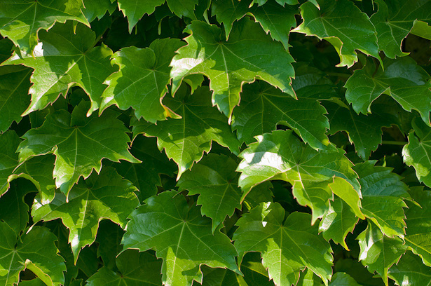ivy, BOSTON IVY, climbing vine perennial, 28 seeds! GroCo buy US USA