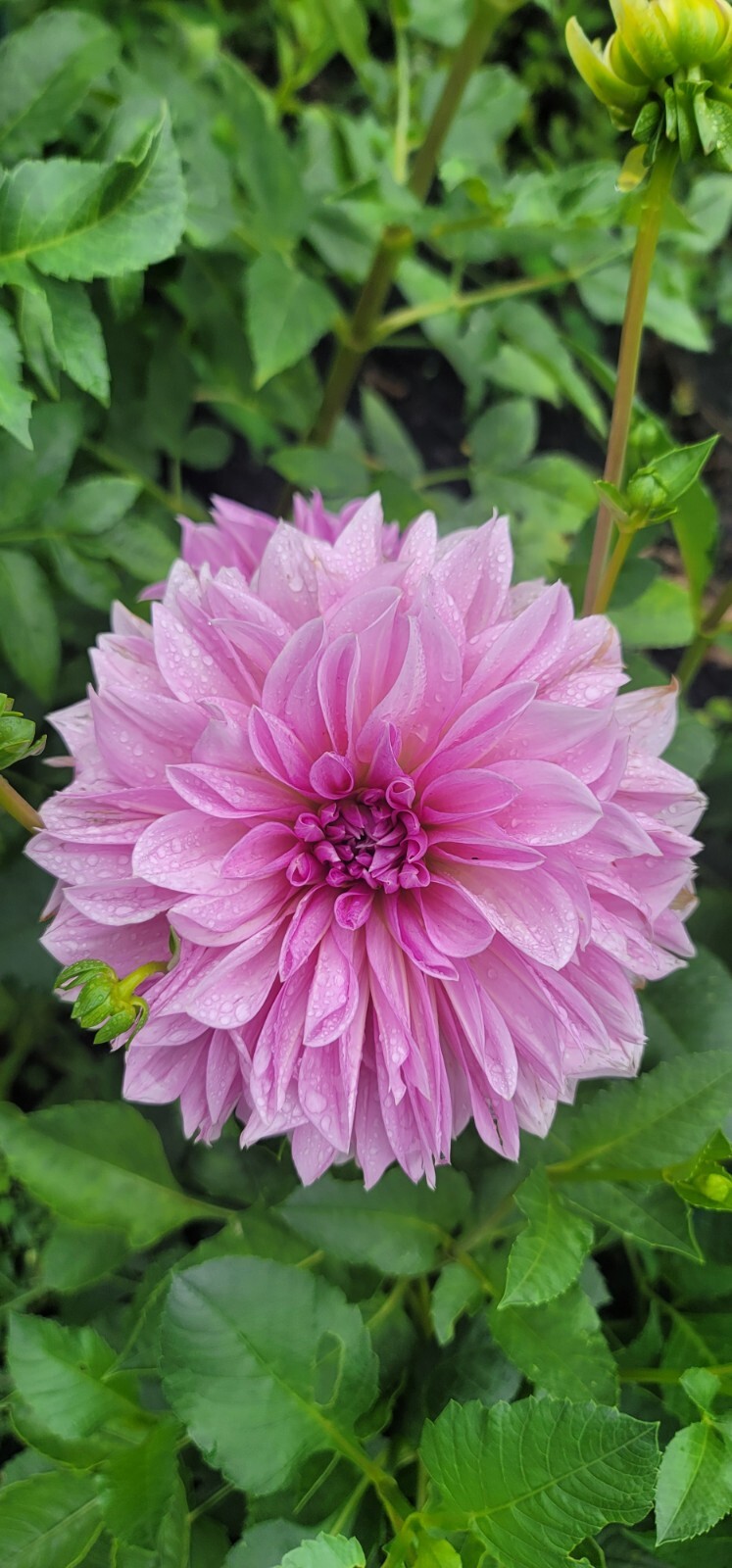 Dahlia Tubers-Lavender Perfection (4 tubers)