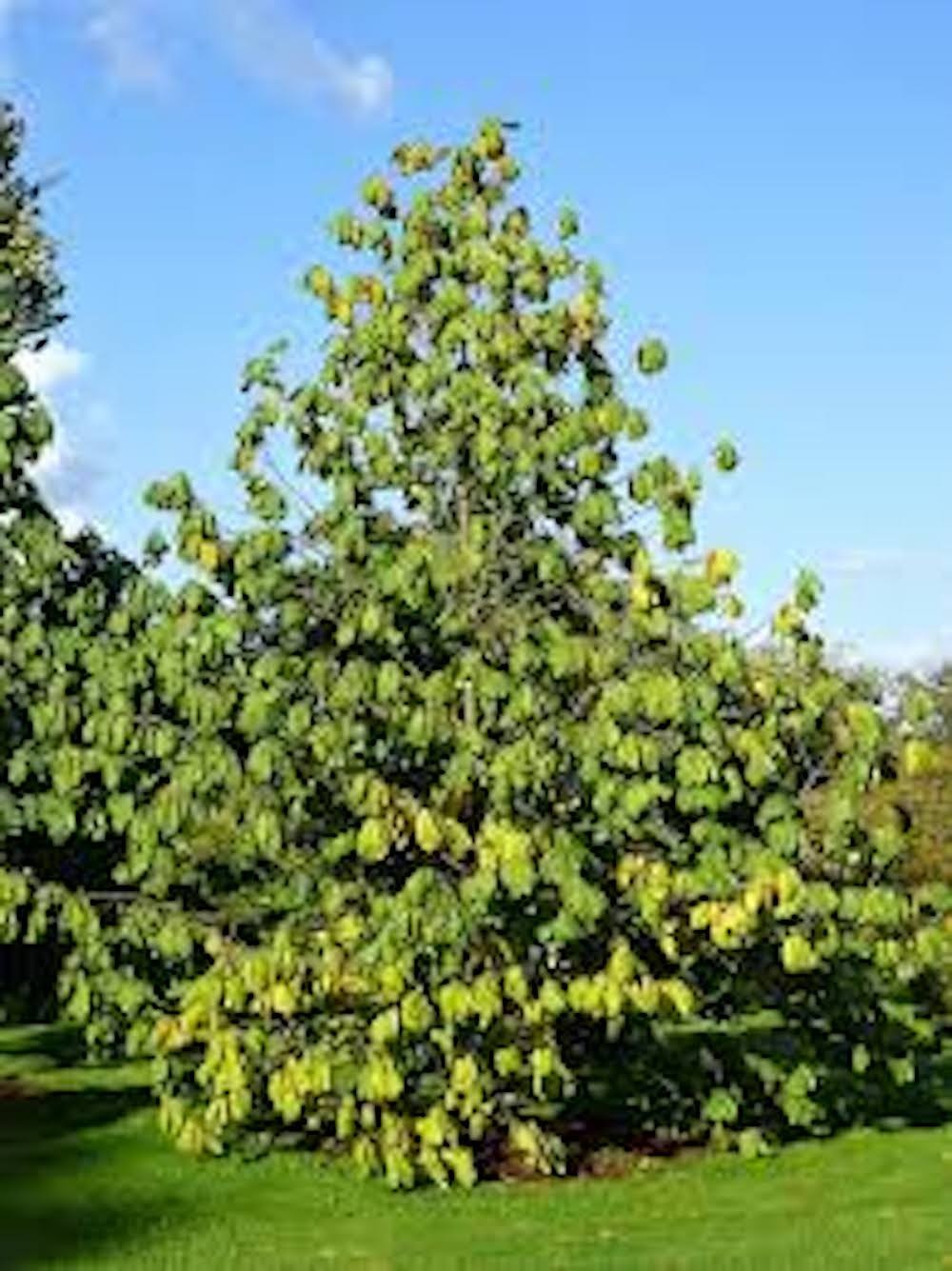 5 PawPaw Tree Seeds Asimina triloba Native American Fruit Tree Stratified