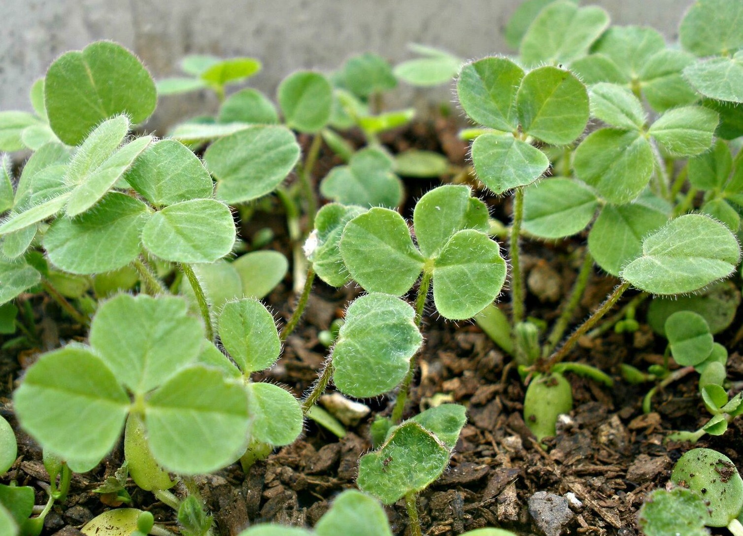 1000+CRIMSON CLOVER Seeds Groundcover Food Plot Native Wildflower Pollinators