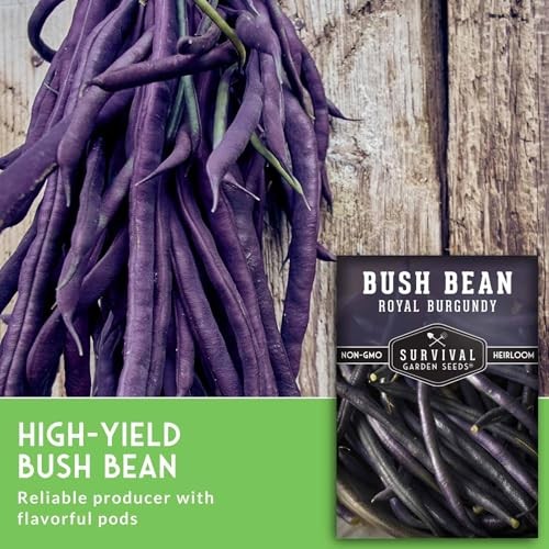 Royal Burgundy Bush Bean Seeds for Planting – Plant & Grow Stringless Purple 3