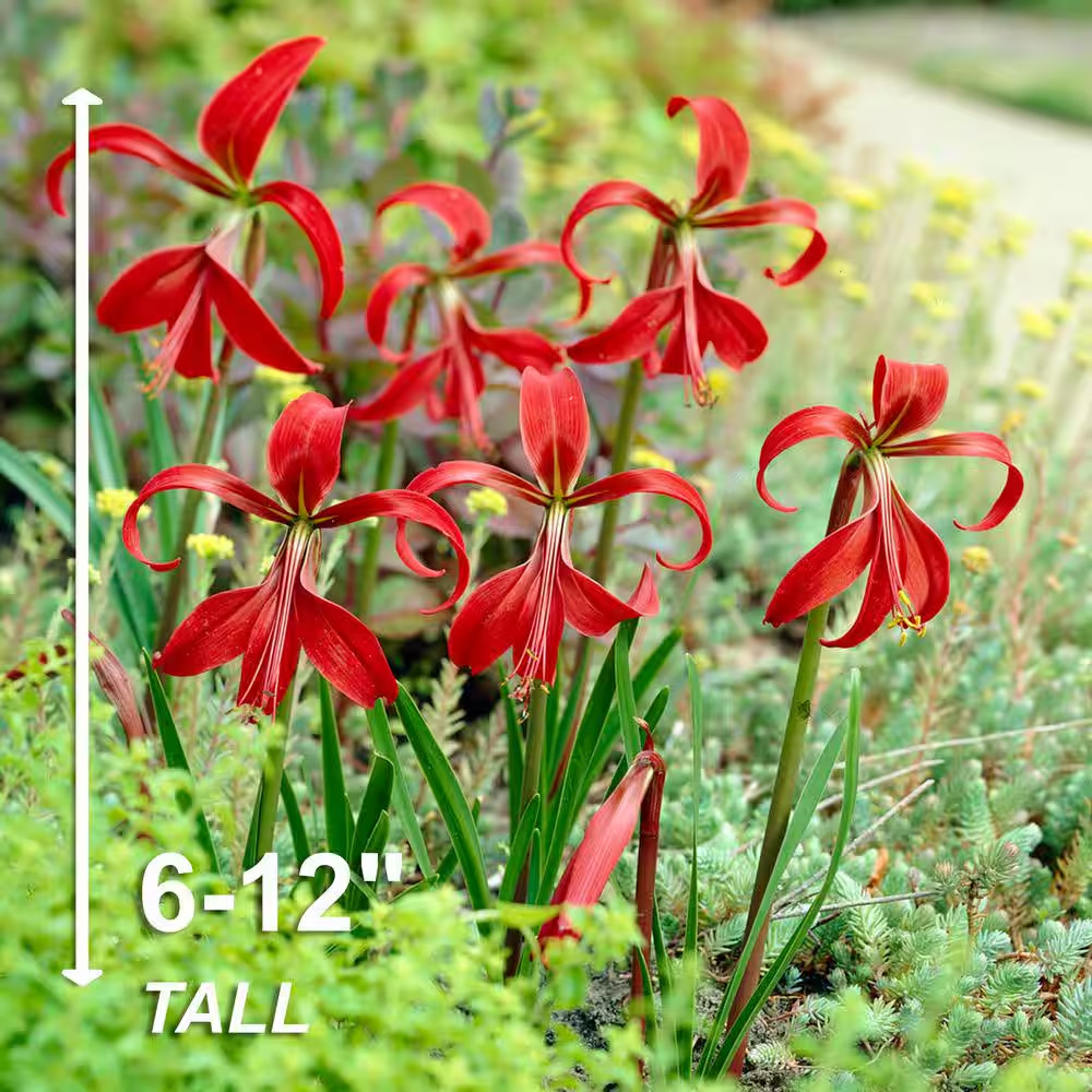 16 Cm/18 Cm, Aztec Lily Sprekelia Flower Bulbs (Bag of 5)