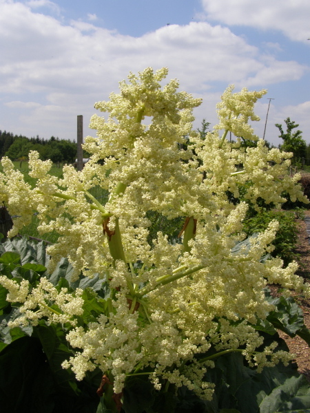Victoria Rhubarb, Rheum rhabarbarum “Victoria”, Seeds (Edible)
