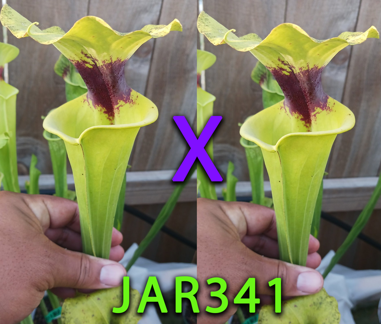 Sarracenia Seeds – JAR341 Flava var. Rugelii ‘Clone A’ (Mike Wang) x Self