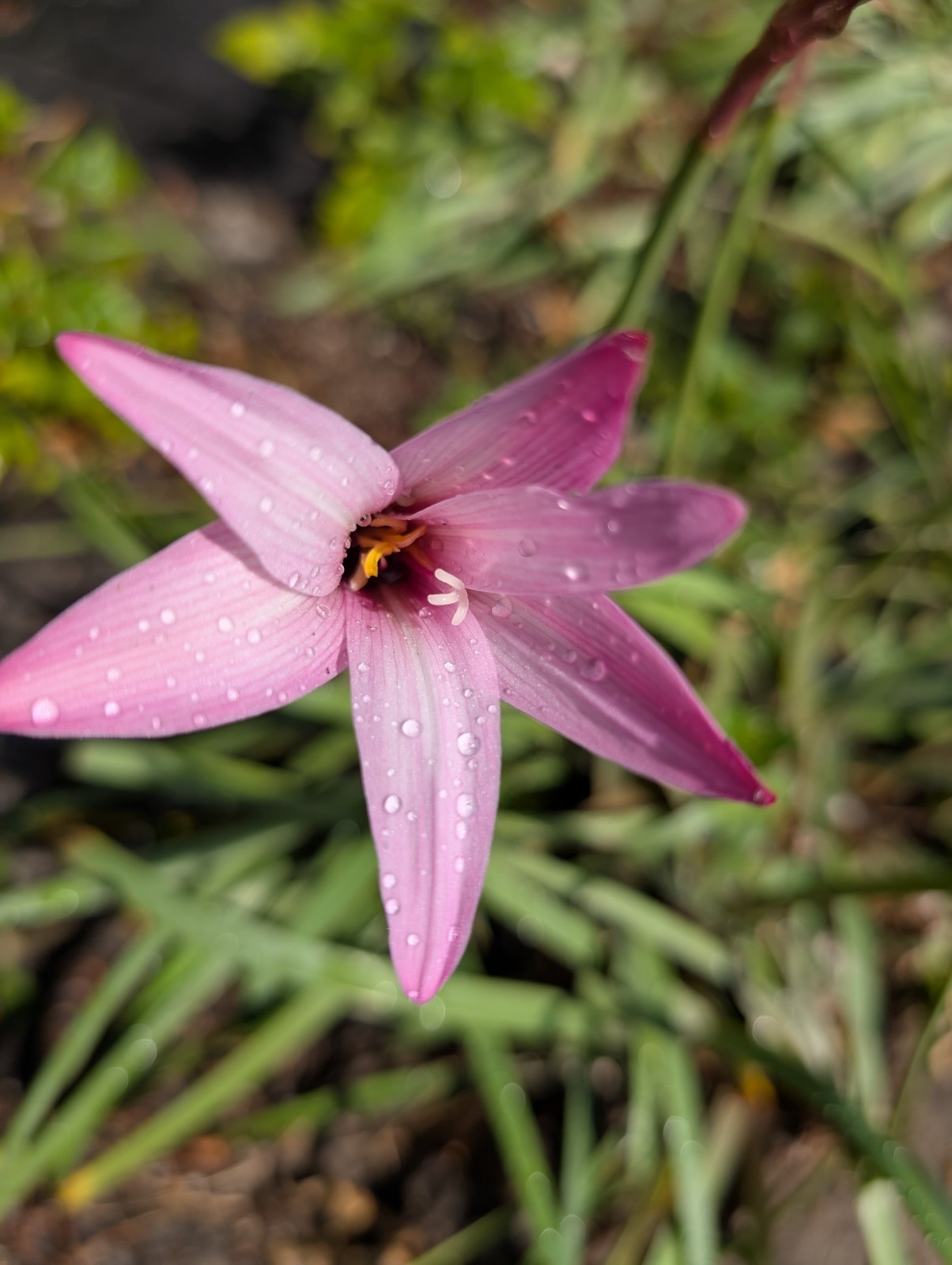 10 Rain Zrphyranthes Fairy Lilly Bulbs