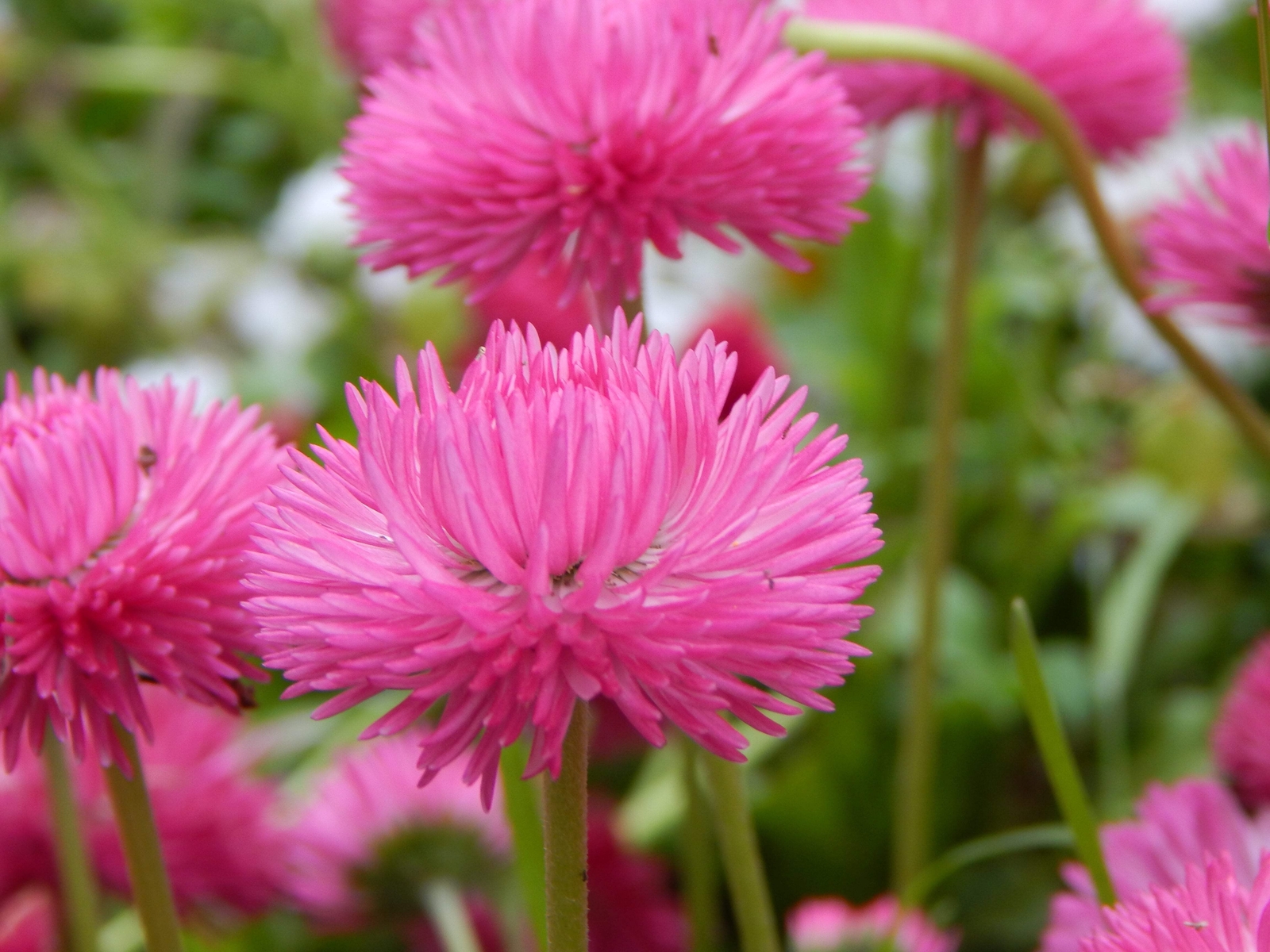 100 PINK ENGLISH DAISY Bellis Perennis Flower Seeds *Flat S/H