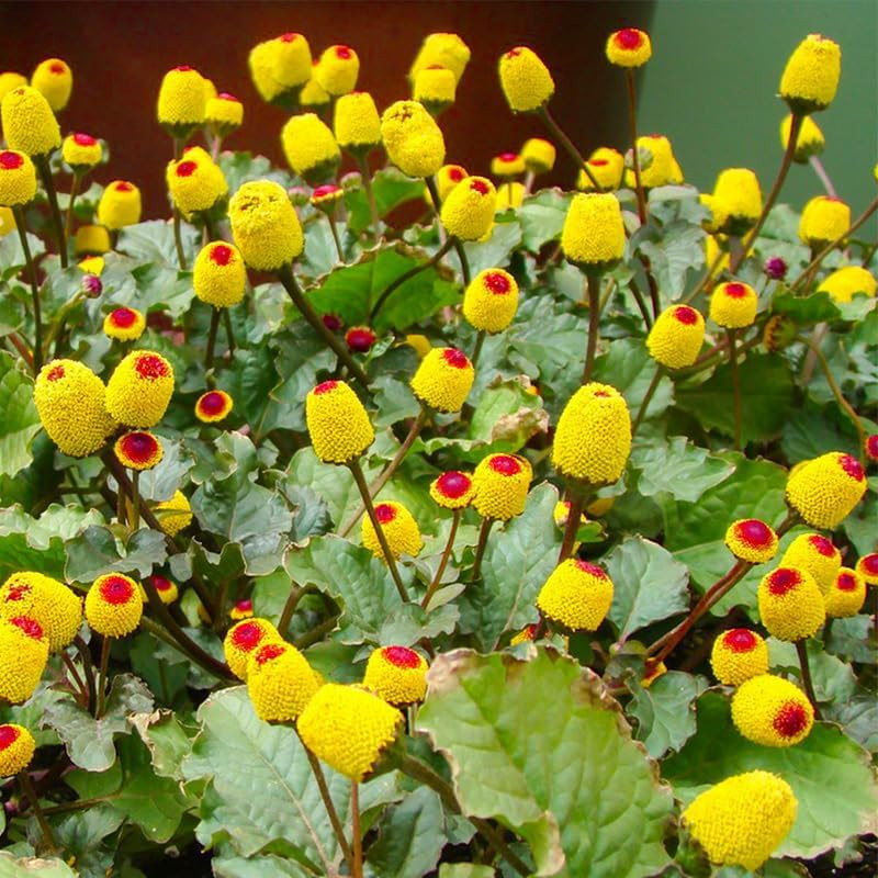 160+ Annual Toothache Plant Seeds for Planting Outdoors-Heirloom Non-Gmo Annual