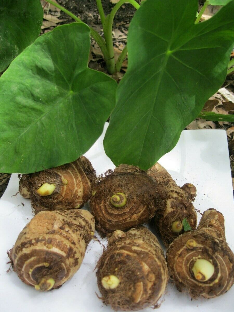 5 Taro Root Bulbs Elephant Ear Edible Aquatic Marginal Bog Pond Live Plant Fresh