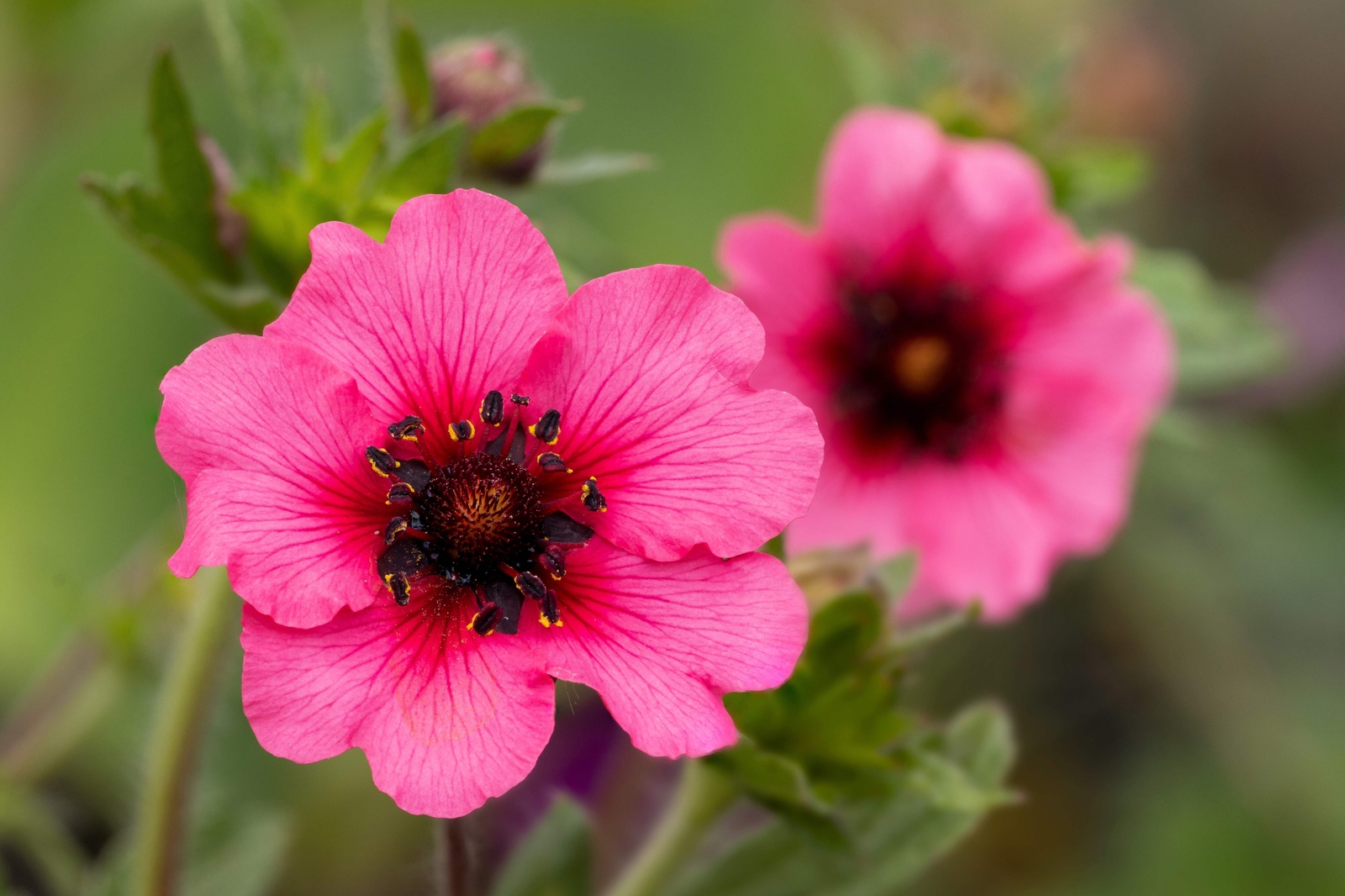 50 Nepal CINQUEFOIL / POTENTILLA Nepalensis Pink Red Flower Seeds *Comb S/H