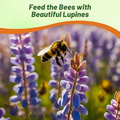 Wild Blue Perennial Lupine Seeds – 1/4 Lb, Self-Sowing, Cold Hardy Wildflower fo