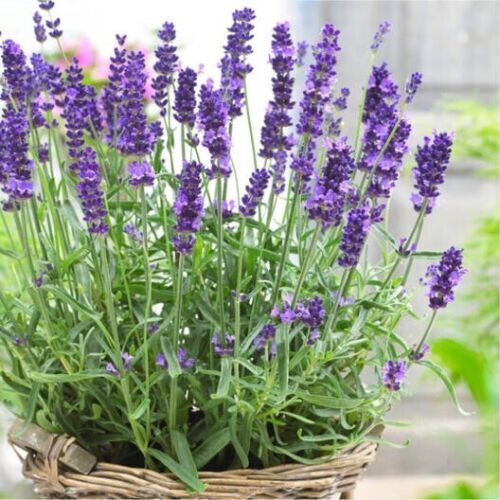 400+ Vera Lavender Seeds English Lavender Herb True Lavender Perennial Herb USA