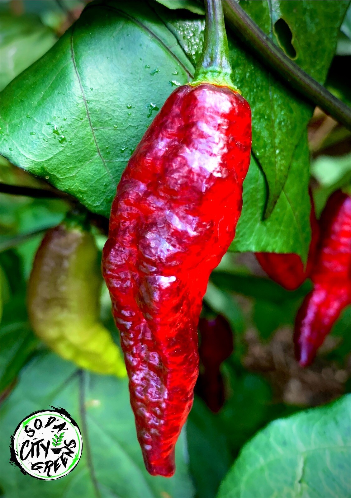 Blood Ghost Pepper Seeds 10+ FREE SHIPPING!