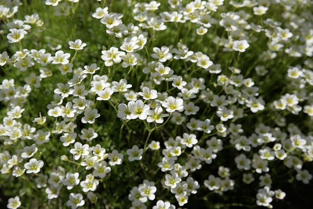 Irish Moss Seeds – 250+ Seeds – Grow Stunning Ground Cover That Blooms Attractiv