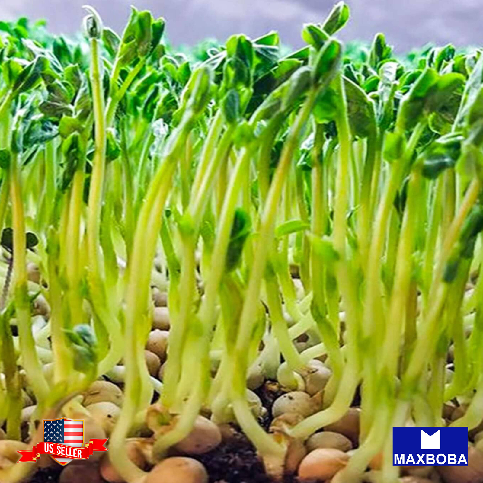 32+ Pea Seeds Microgreens Non-GMO BOGO 50% OFF