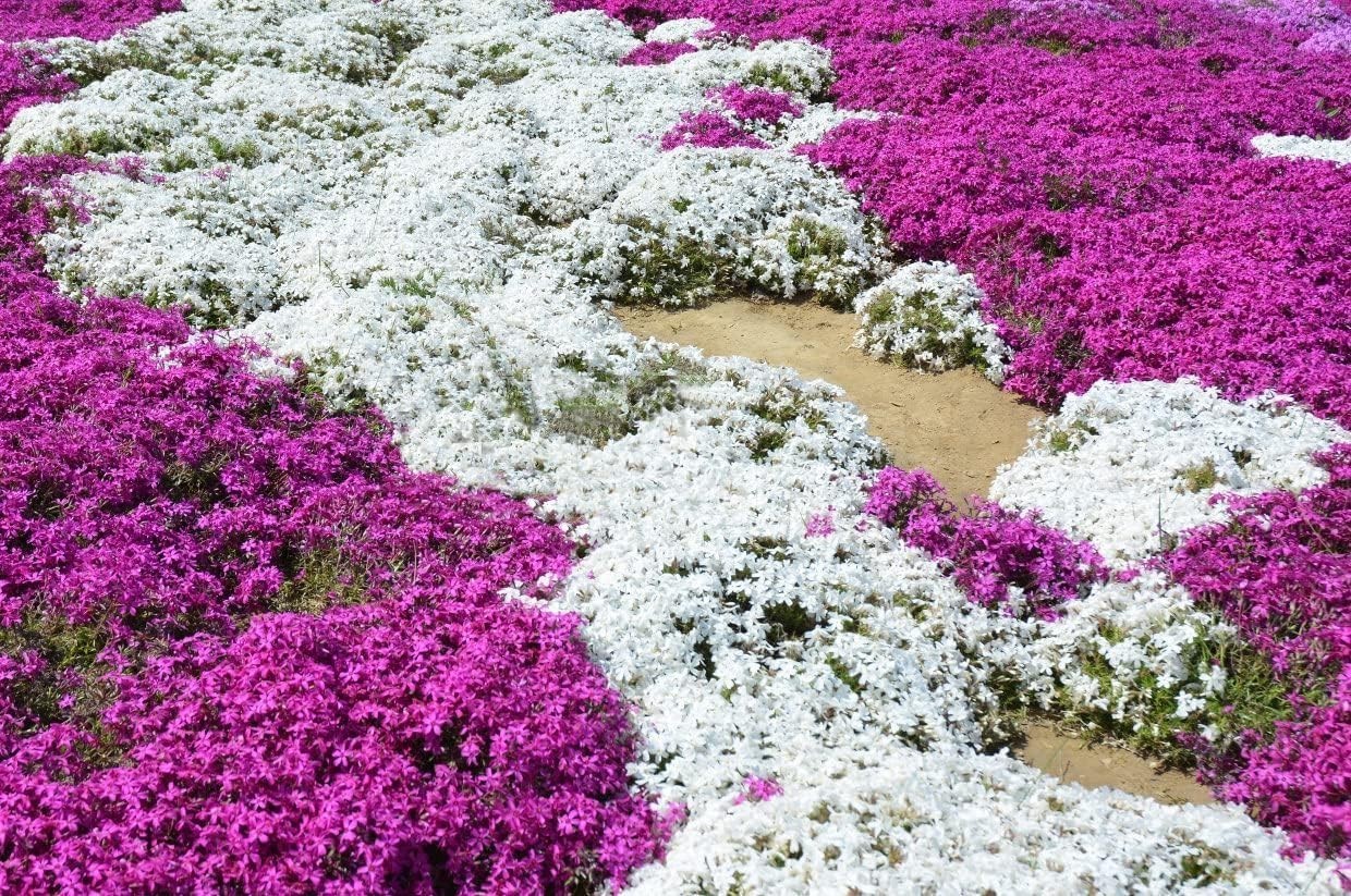 3000+ Mix Creeping Thyme Seeds Wild Creeping Thyme Seeds for Planting